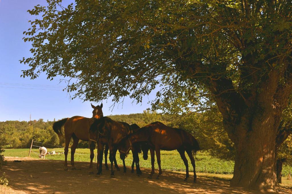 مبيت وإفطار مونْتوبا Domaine De Belcayre المظهر الخارجي الصورة
